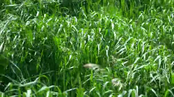 Přírodní pozadí. Svěží zelená tráva ve větru. detailní — Stock video