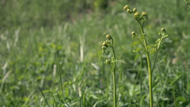 Çimlerin arasındaki bir bahar tarlasında eğreltiotu tomurcukları. Yakın plan, boşluğu kopyala — Stok video