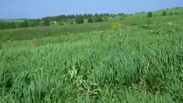 Přírodní pozadí. Vítr v poli. tráva na svazích — Stock video