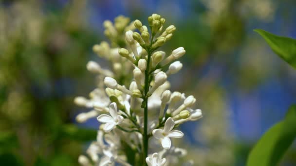 Primer plano. Fondo borroso natural. racimos de lila blanca en el arbusto — Vídeos de Stock