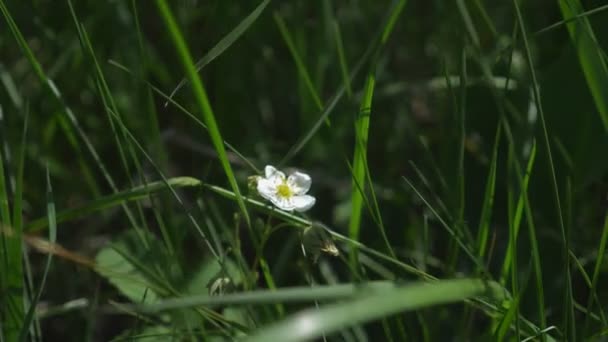 Fechar. flores de morango selvagens brancas em um prado na grama. tempo de primavera — Vídeo de Stock