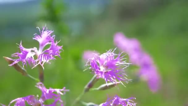 oeillets roses sauvages dans un champ dans le vent. gros plan