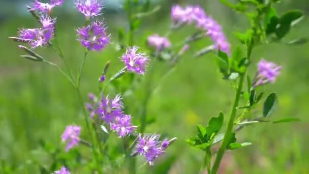 Claveles rosados salvajes en un campo en el viento. primer plano — Vídeos de Stock