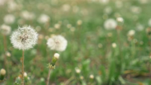 Closeup. white fluffy dandelions on the field. copy space — Stock Video