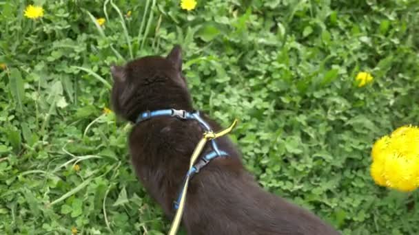 Black cat on a leash walks on the lawn. top view, closeup — Stock Video