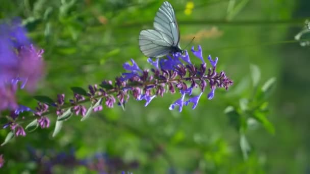 Vertikal, kubis kupu-kupu mengumpulkan nektar dari bunga biru. closeup — Stok Video