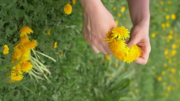 Een close-up. vrouwelijke handen weven een krans van gele paardebloemen — Stockvideo