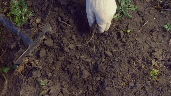 Yakın plan. Açık bir bahar gününde bahçedeki toprağı gevşetmek.. — Stok fotoğraf