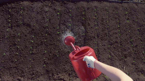 特写。浇灌的水能浇灌在有豌豆芽的园地里 — 图库照片