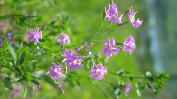 oeillets roses sauvages verticaux dans un champ dans le vent. gros plan