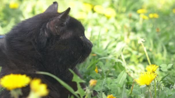 Kom nærmere. svart katt som ligger på en grønn eng blant gule løvetann – stockvideo