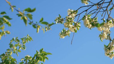 Mavi gökyüzüne karşı dallar üzerinde elma ağaçlarından beyaz çiçekler. Boşluğu kopyala