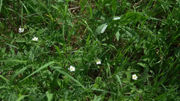 Vita smultron blommor på en äng i gräset. Vårtid — Stockfoto