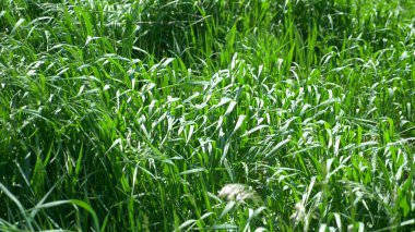 Doğal arka plan. Rüzgarda yemyeşil çimenler. Yakın çekim