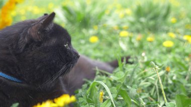 Yakın plan. Sarı karahindibaların arasında yeşil bir çayırda yatan kara kedi.