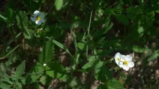 Flores de fresa silvestres blancas en un prado en la hierba. primavera. — Vídeos de Stock