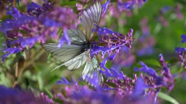 Vertical, le chou papillon recueille le nectar d'une fleur bleue. gros plan — Video