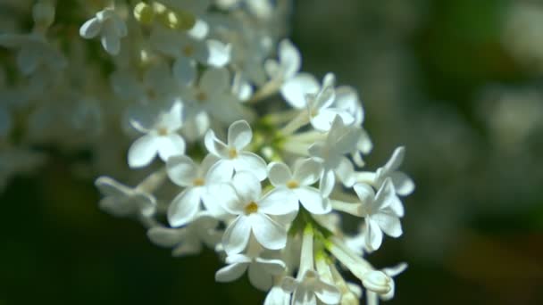 Primer plano. Fondo borroso natural. racimos de lila blanca en el arbusto — Vídeos de Stock