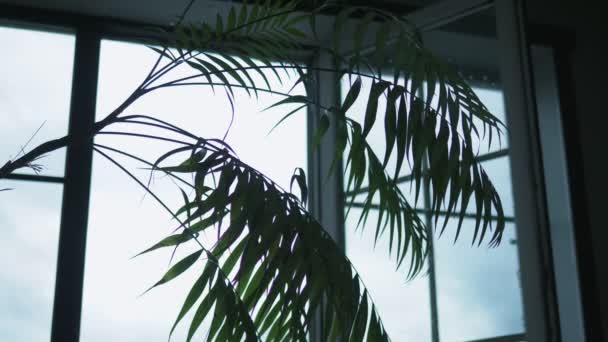 Silueta. palmera datilera de plantas de interior sobre el fondo de una ventana abierta — Vídeos de Stock