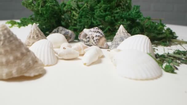 Super de perto. detalhes de musgo decorativo e conchas. Conceito feito à mão — Vídeo de Stock