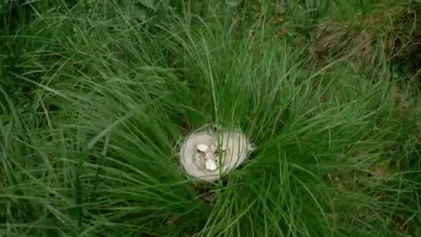Leeg nest in hoog gras met een gebroken schelp. zicht van bovenaf — Stockvideo