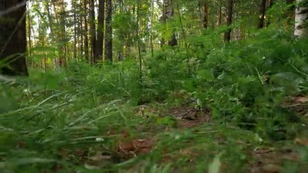 Una mujer con una capa roja, pantalones y botas de cuero negro corre por el bosque, tropieza y cae — Vídeo de stock