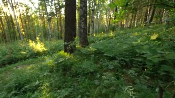 En trädgren i skogen böjer sig med vindpust en sommarblåsig dag — Stockvideo