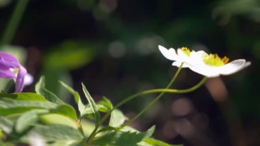 Yakın plan. Çayırdaki bir çayırda beyaz yabani çilek çiçekleri. Bahar zamanı