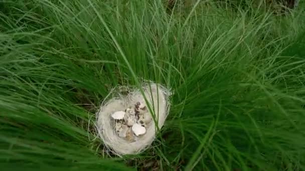 Prázdné hnízdo ve vysoké trávě s rozbitou skořápkou. pohled shora — Stock video