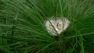 Dişi ellerini bıldırcın yumurtasından yumurta yapmaya hazırla.