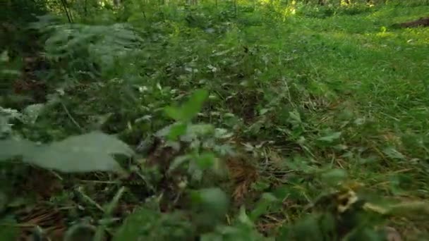 Ein Ast im Wald biegt sich mit einem Windstoß an einem windigen Sommertag — Stockvideo