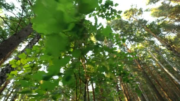 Um galho de árvore na floresta se dobra com uma rajada de vento em um dia ventoso de verão — Vídeo de Stock