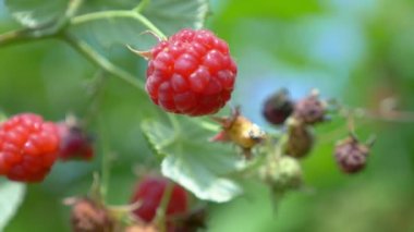 Yakın plan. Araba kullanırken araba kullanan bir adamın elleri