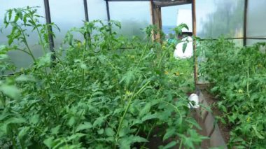 Güneşli bir günde serada domates çalıları.