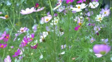 Doğal arka plan. Bahçede çok renkli kozmos çiçekleri var.