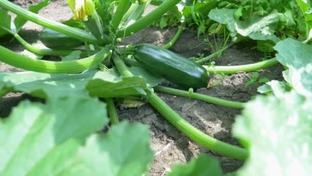 Grön zucchini i en trädgård säng på en klar solig dag — Stockvideo