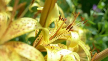 Doğal arka plan. Bahçede bir sürü sarı kaplan zambağı var. Yaklaş.