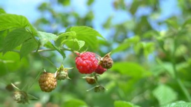 Bahçedeki bir dalda olgun kırmızı ahududu yakın.