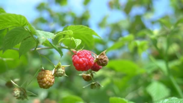 Primo piano di lampone rosso maturo su un ramo nel giardino — Video Stock