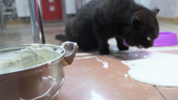 Η γάτα γλείφει τη ζύμη τηγανίτα που έχει πέσει από το τραπέζι — Αρχείο Βίντεο