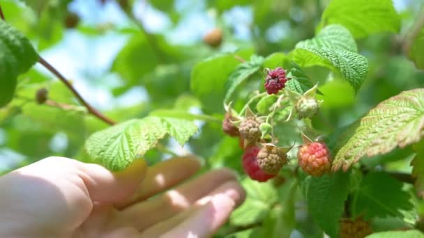 Primer plano. la mano femenina recoge frambuesas de una rama en el jardín — Vídeos de Stock