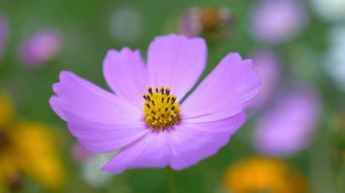Doğal arka plan. Kapat. Bahçede kozmos çiçekleri