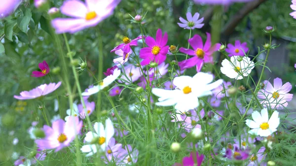 Sfondo naturale. molti fiori cosmo multicolore nel giardino — Foto Stock