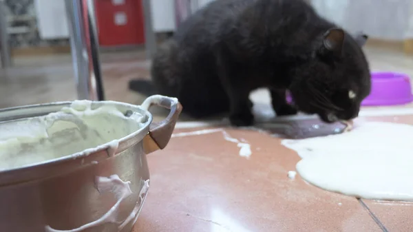 O gato lambe a massa de panqueca que caiu da mesa — Fotografia de Stock