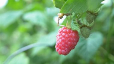 Bahçedeki bir dalda olgun kırmızı ahududu yakın.