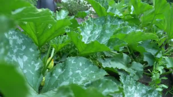 Zelená cuketa v zahradním lůžku za jasného slunečného dne — Stock video