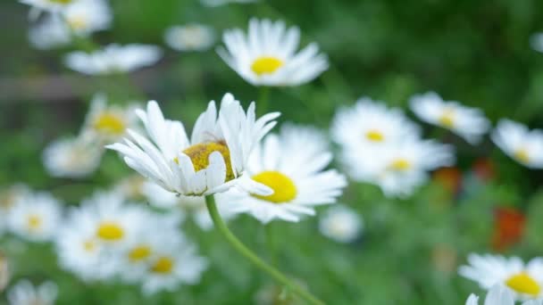 Fundo natural. flores de margaridas brancas em um campo de perto — Vídeo de Stock