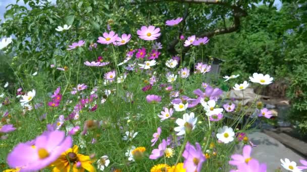 Φυσικό υπόβαθρο. πολλά πολύχρωμα λουλούδια του σύμπαντος στον κήπο — Αρχείο Βίντεο