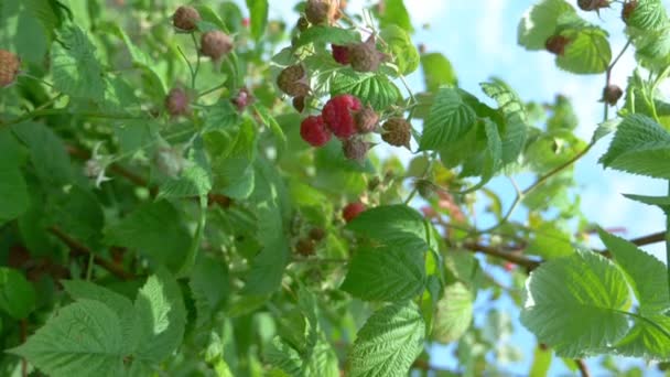 Verticalmente. primer plano de frambuesa roja madura en una rama en el jardín — Vídeos de Stock