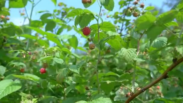 Muchas frambuesas rojas maduras en ramas en el jardín contra el cielo — Vídeos de Stock